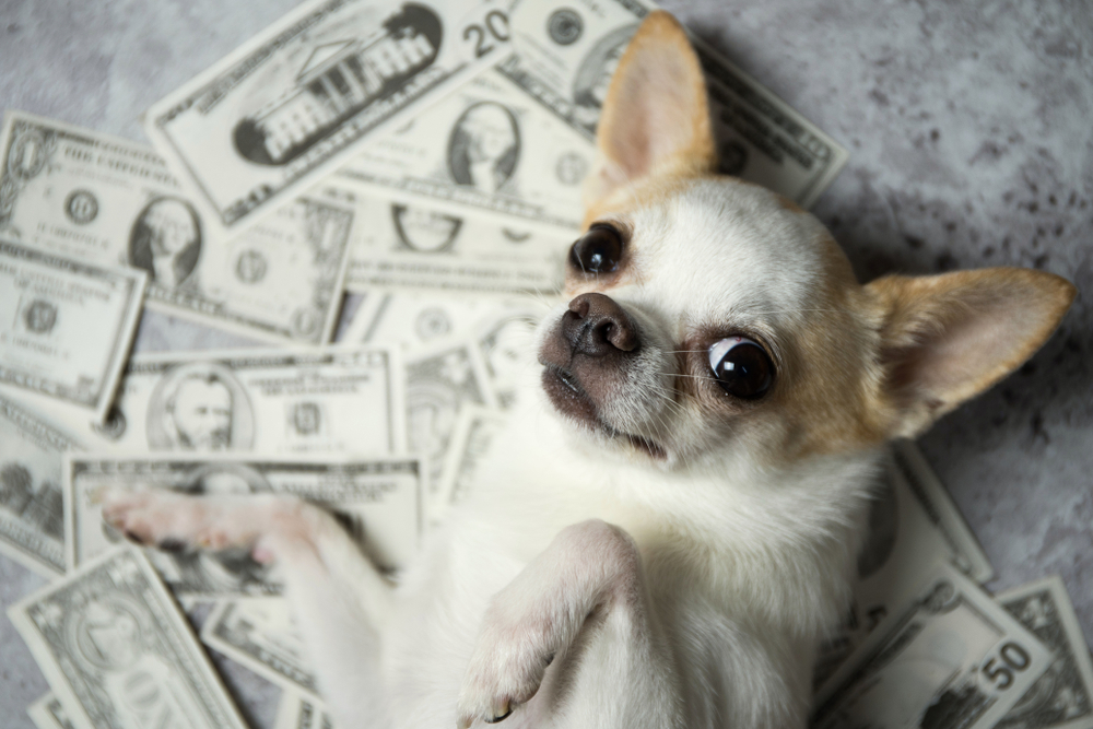 Little dog lying on pile of dollar bills