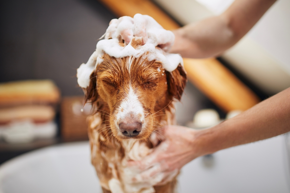 Dog taking bath at home. Bathing of Nova Scotia Duck Tolling Retriever.