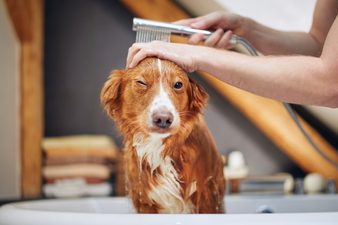 Dog taking bath in bathtub.