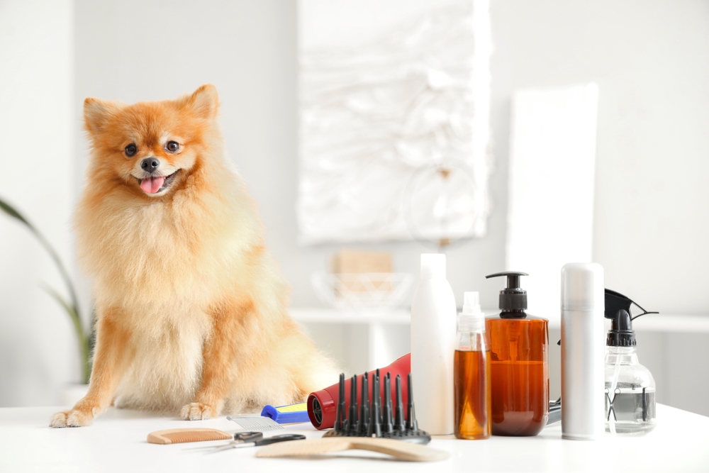 Cute Pomeranian spitz in groomer salon